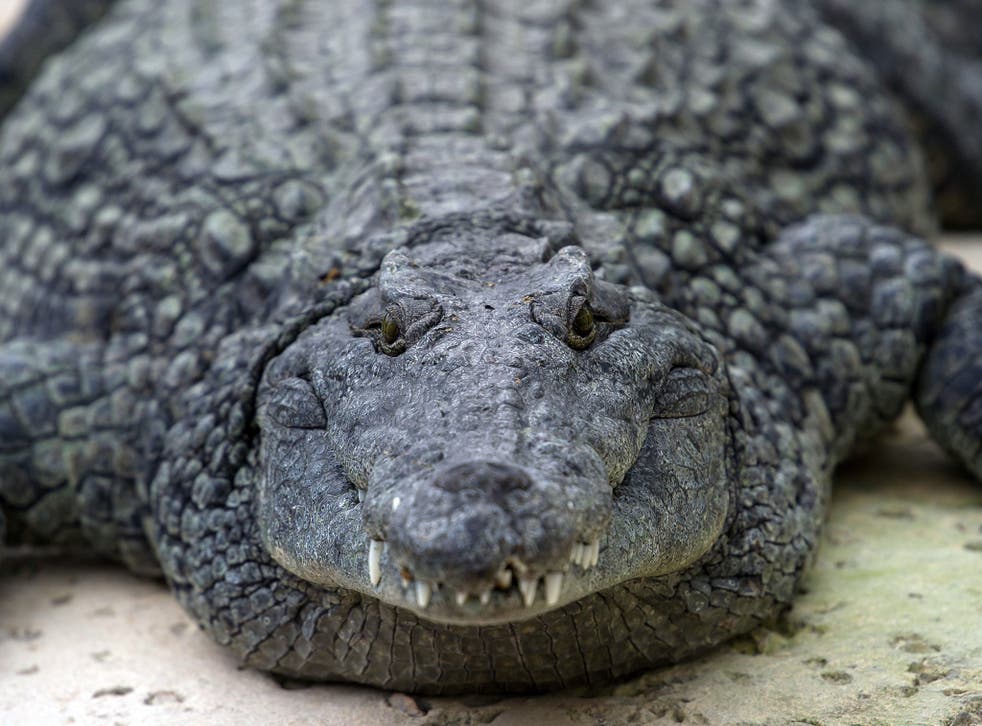A Nile crocodile is seen on March 26, 2014 at the park 'La planete des crocodiles' in Civaux, near the French western city of Poitiers.