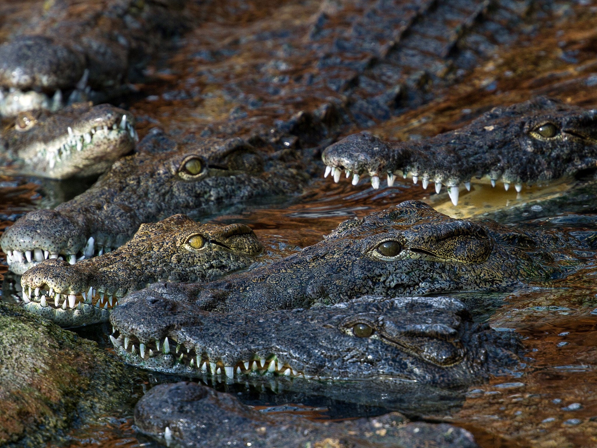 Nile Crocodiles are known for lying in wait for their prey