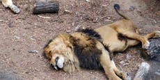 Santiago zoo: Two lions shot dead after mauling naked man who entered enclosure