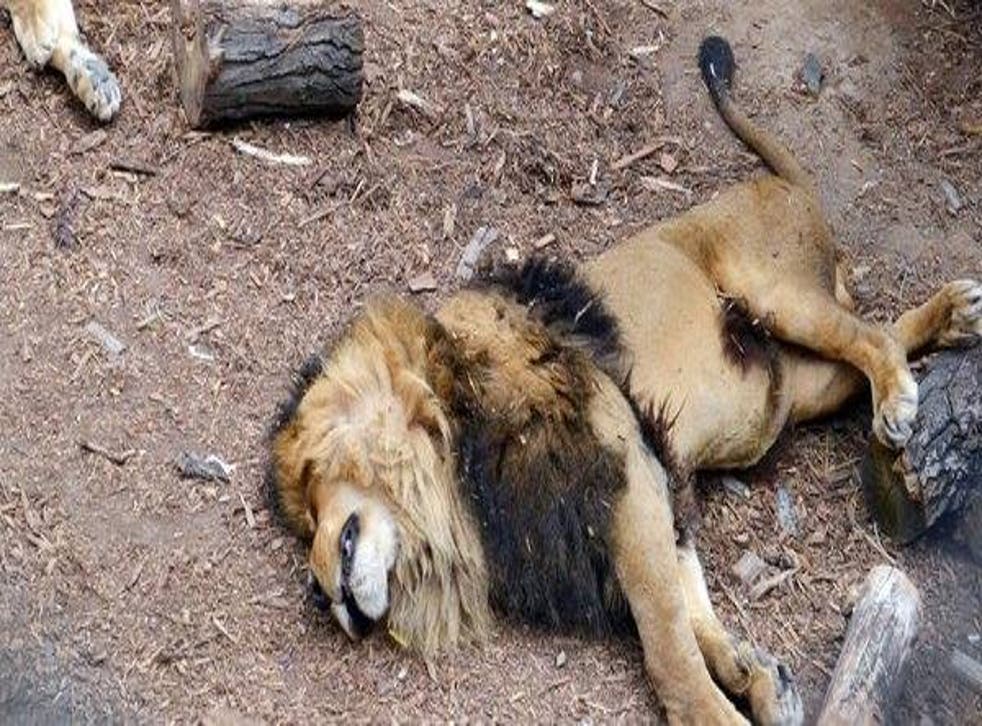 The lions were shot by a zookeeper after mauling the man as visitors looked on in shock