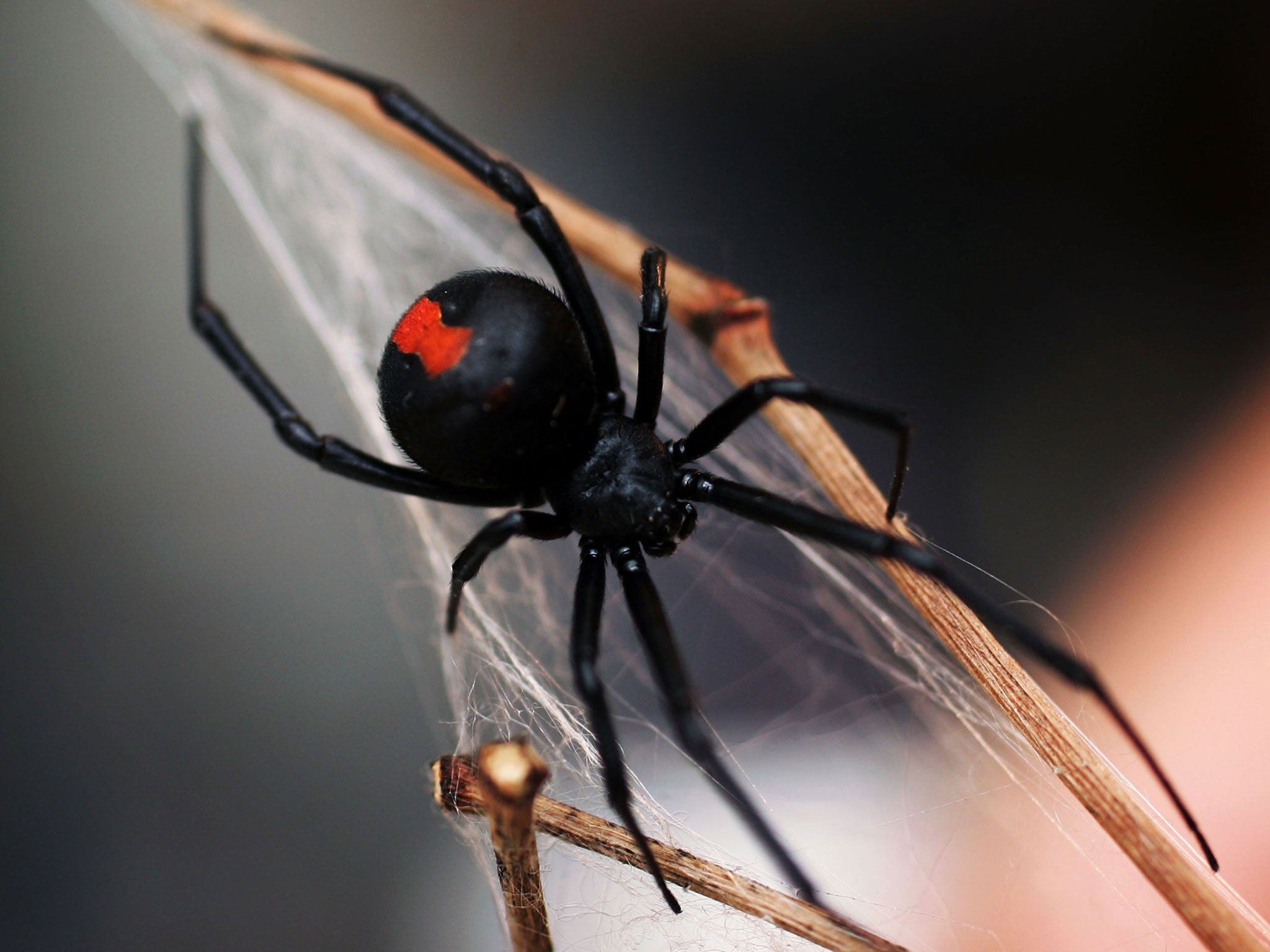 Black widow spider bites rarely result in death in humans