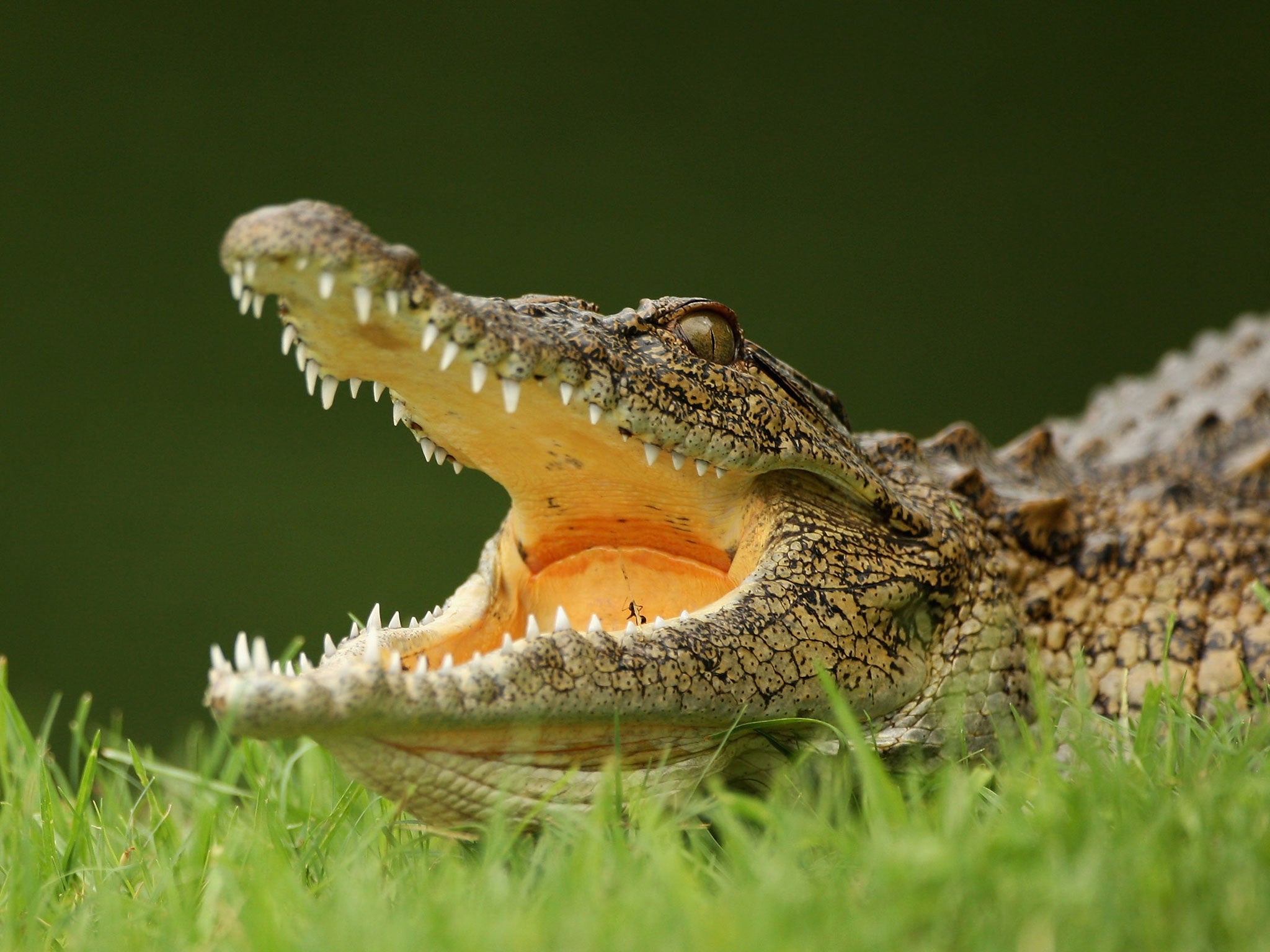 The attack took place in crocodile hatching season (File photo)