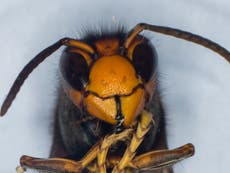 Drone 'attacked' by swarm of Asian hornets in Britain