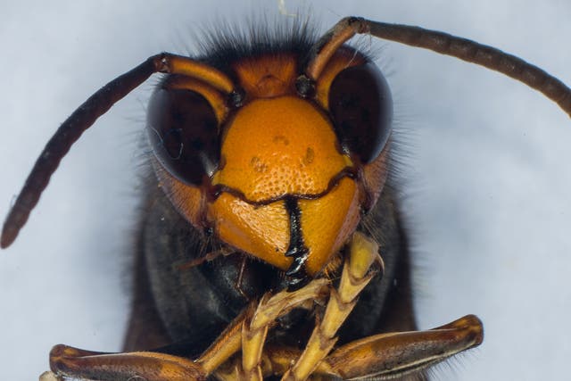 Asian hornets are thought to have arrived in France in 2004 in a shipment of pottery from China