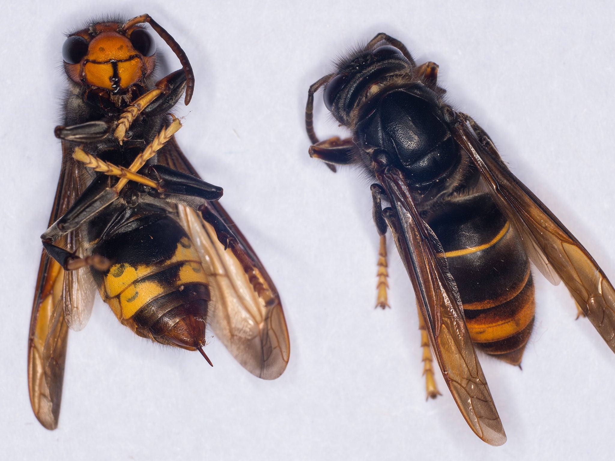 A female Asian Hornet (Vespa velutina) with its sting