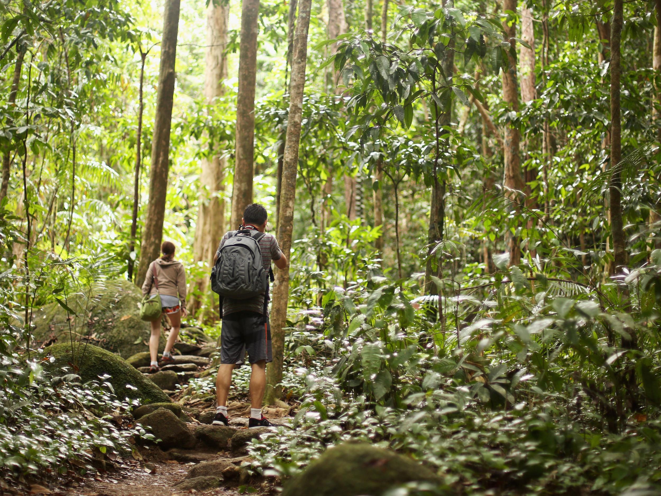 A world heritage listed rainforest in Mossman Gorge, Australia