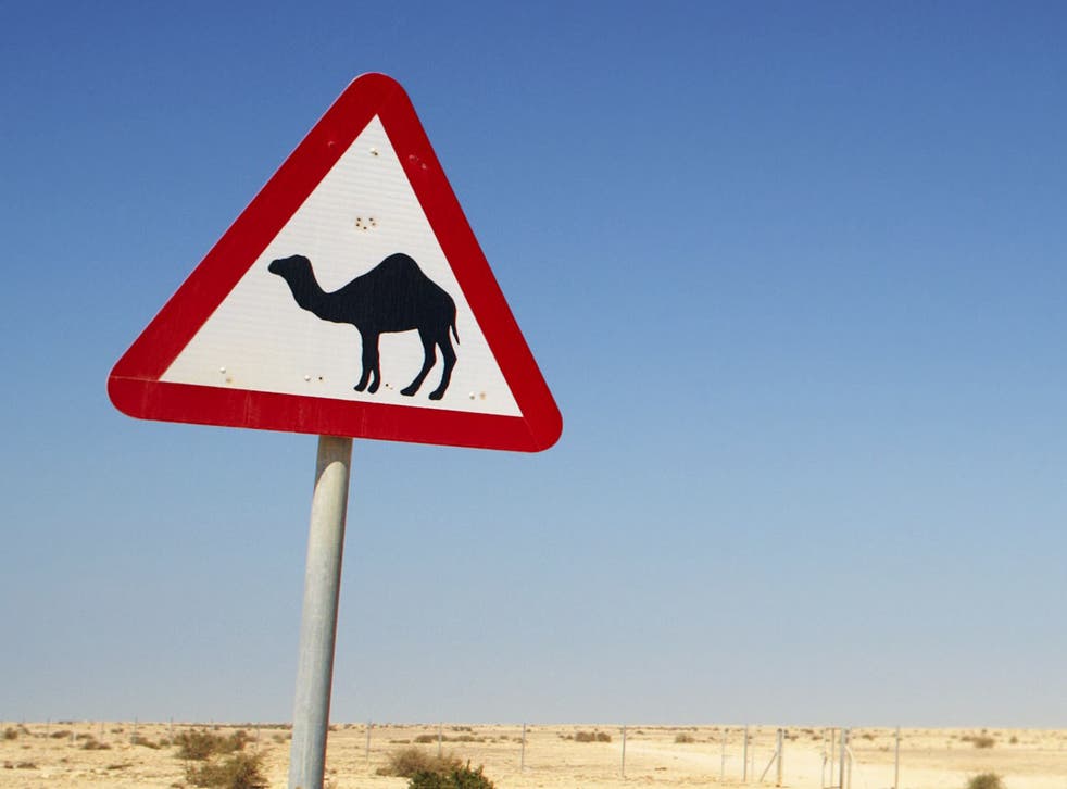 A camel has reportedly decapitated its owner in Rajasthan