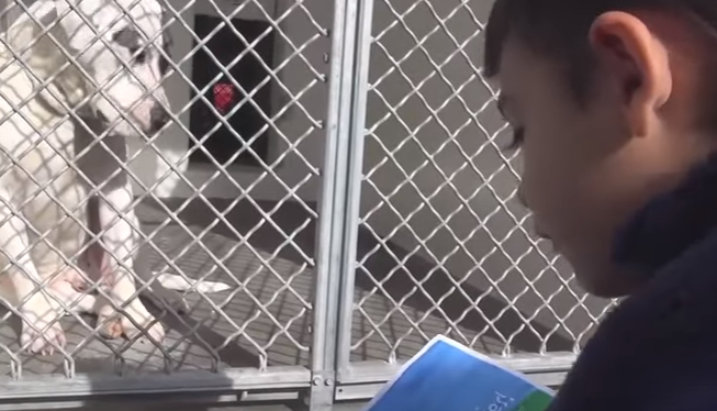 Jacob reading to a dog at the Carson Animal Shelter, California