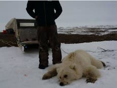 Polar bears and grizzly bears are starting to mate more often- and a hunter just shot one dead 