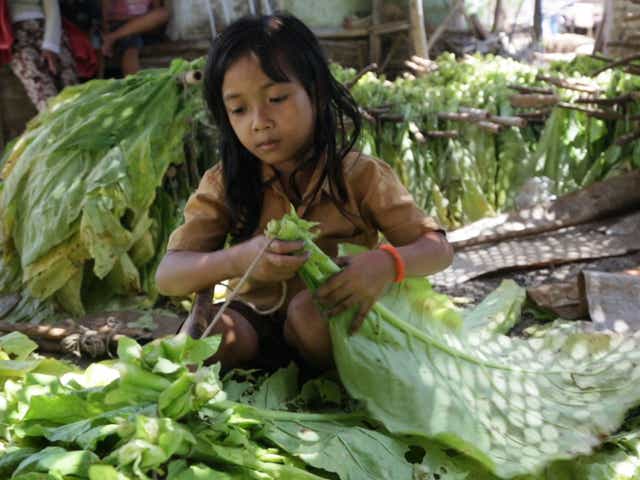 Brazil has implemented laws to protect children working on tobacco farms, and is hoping for similar laws to be applied in Indonesia