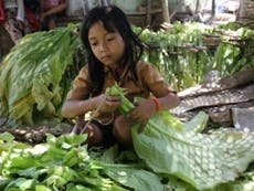 Read more

Children should not be suffering on tobacco farms in the 21st century