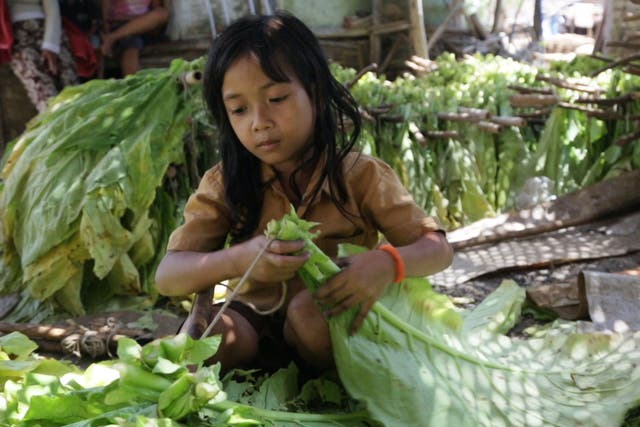 Brazil has implemented laws to protect children working on tobacco farms, and is hoping for similar laws to be applied in Indonesia
