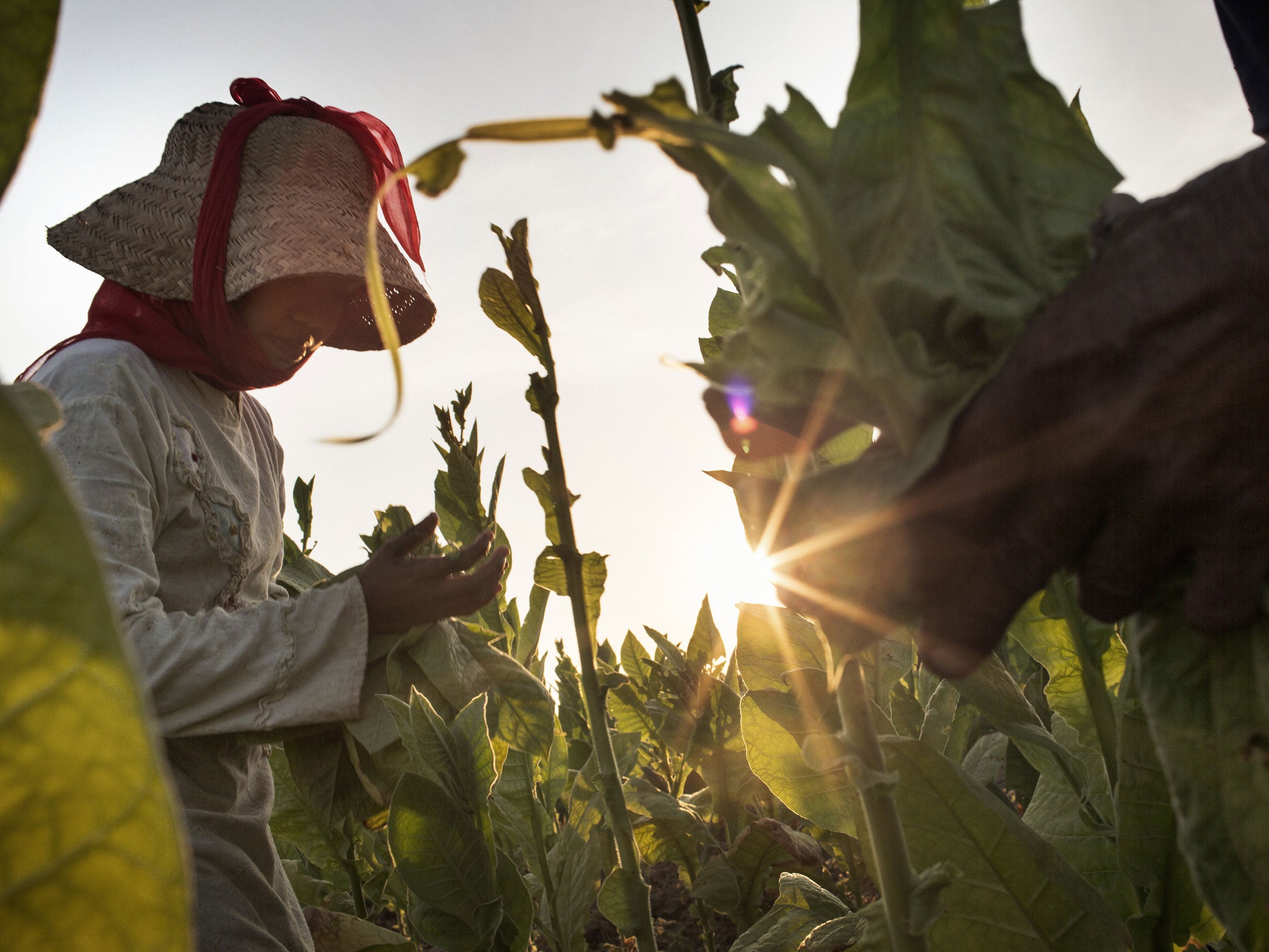 Children reported working long hours in extreme heat and without wearing any type of protective equipment while handling tobacco