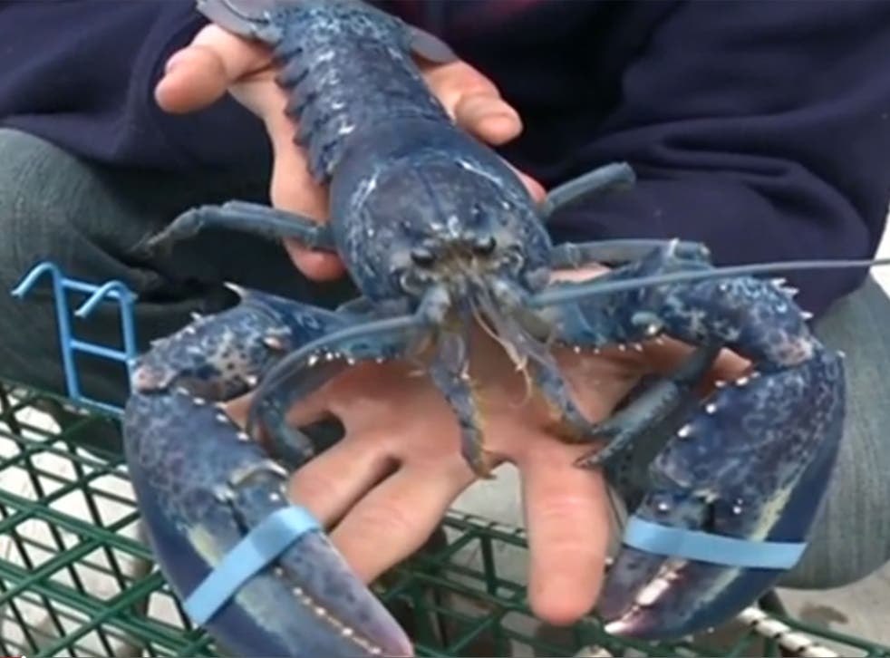 Blaine Marsh shows off the blue lobster (CTV News/screengrab)