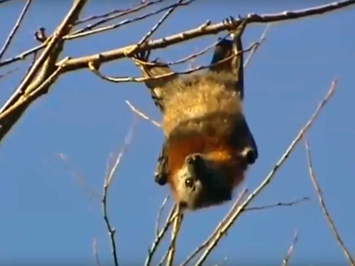 Australian town declares 'state of emergency' after being invaded by