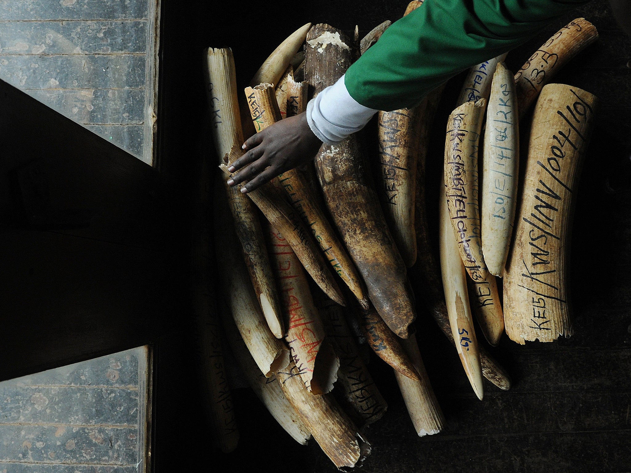 Zimbabwe state they have £23m in ivory stockpile, which they want to put toward conservation of their elephant populations