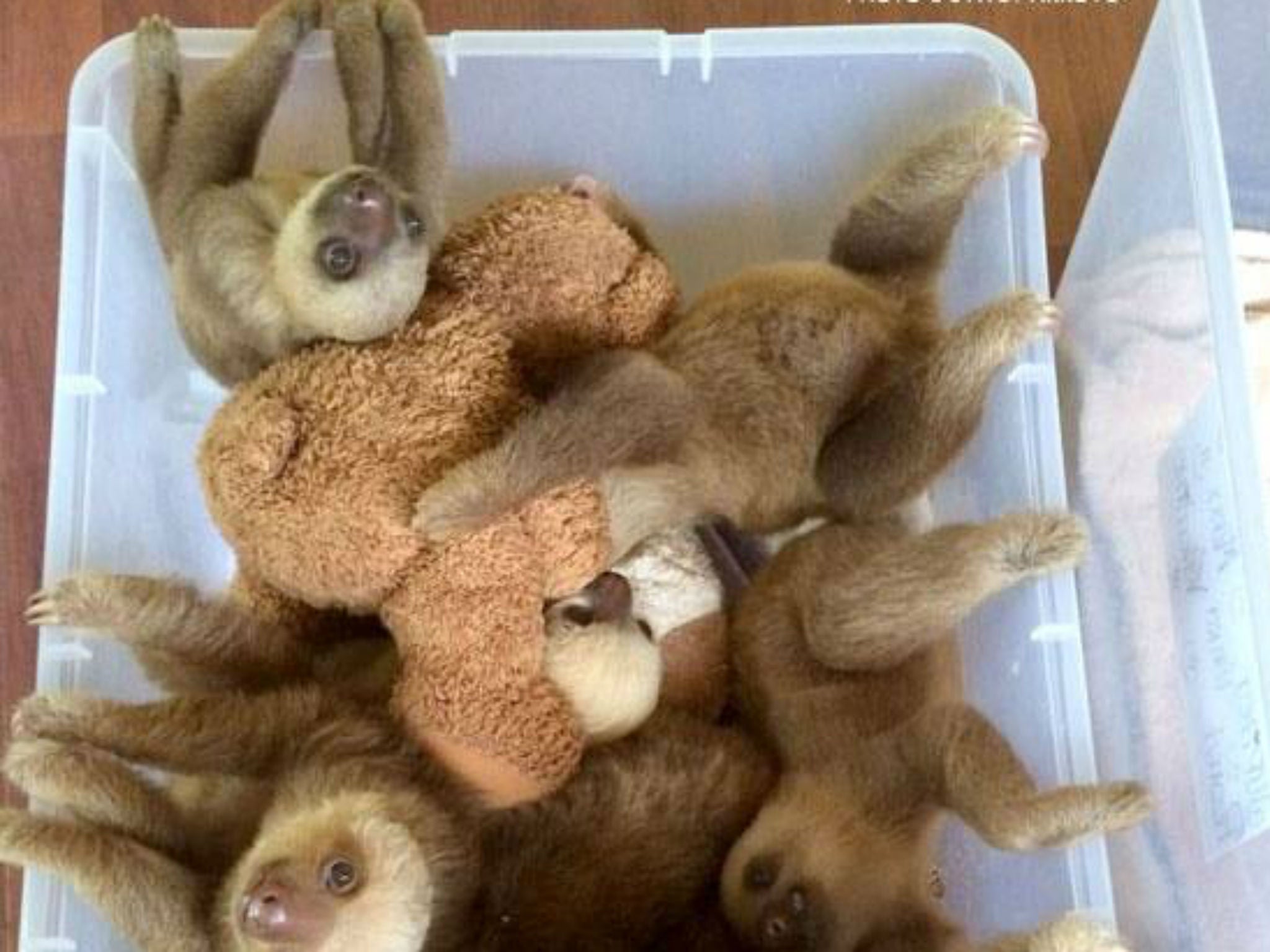 &#13;
Babies were put in platic boxes with stuffed animals &#13;