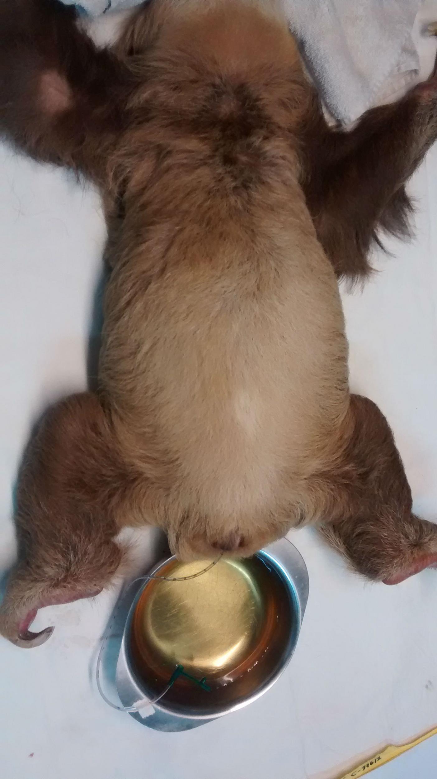 &#13;
A sloth with a catheter as it cannot urinate naturally &#13;