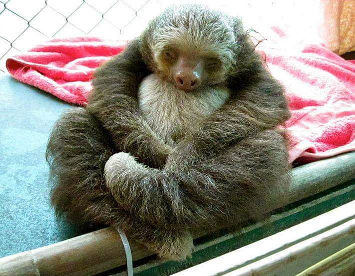This sloth is huddling into itself out of discomfort due to a urinary tract problem