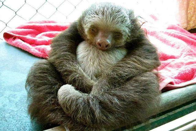 This sloth is huddling into itself out of discomfort due to a urinary tract problem