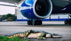 British Airways puts alligator on Gatwick runway to encourage more people to visit Florida