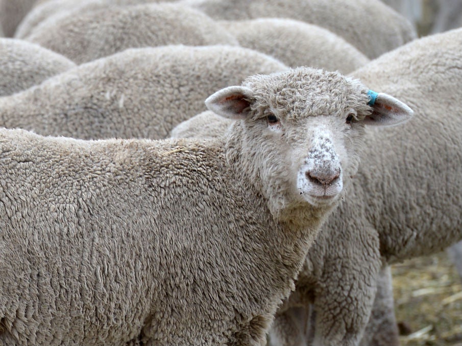 Swansea councillor Ioan Richard said the flock of "nuisance" sheep had already been causing havoc in Rhydypandy