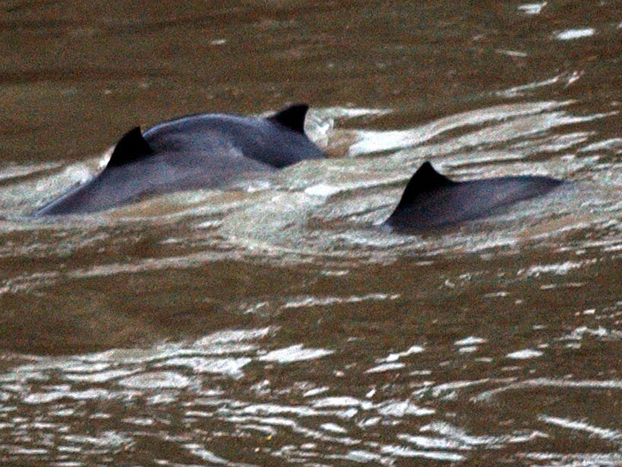 Four Research Porpoises Only