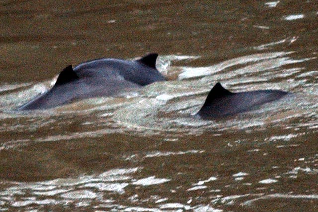 Harbour porpoises are regarded as elusive animals – and it may be because they are so busy feeding