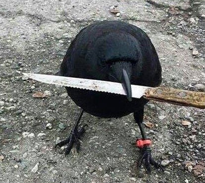 Canuck's human companion posted a picture of the crow picking up another knife earlier this year