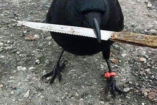 Canuck's human companion posted a picture of the crow picking up another knife earlier this year