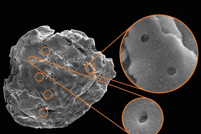 A microscope image shows the tiny holes made by microbes