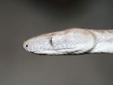 Scientists discover new species of stunning silver snake in Bahamas