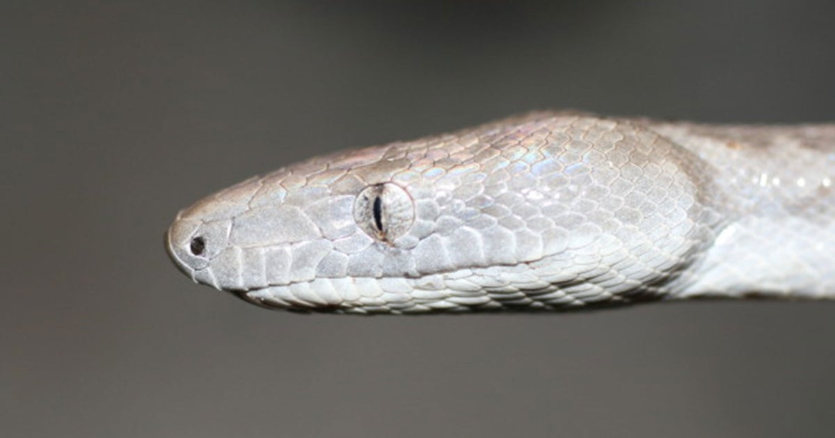 Scientists discover new species of silver boa constrictor snake in Bahamas  - but it's already 'critically endangered', The Independent