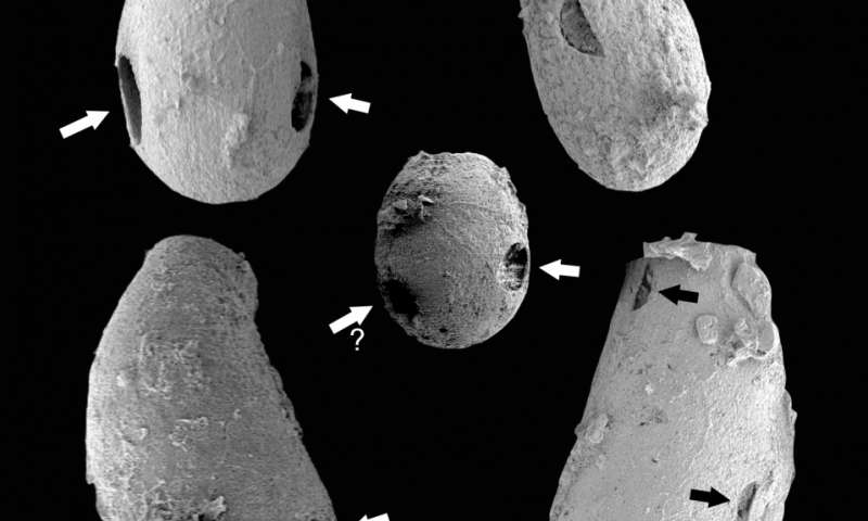 Arrows point to tiny holes in microfossils made by the vampiric amoeba