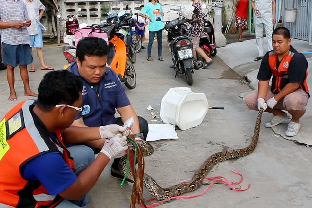 Rescue workers prepare to remove a python after they released it from a toilet outside a house in Chachoengsao