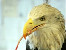 Read more

Harriet the bald eagle who helped wounded military veterans has died