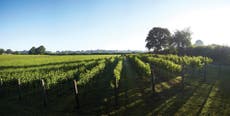 Cool Place of the Day: Chapel Down vineyard, Kent