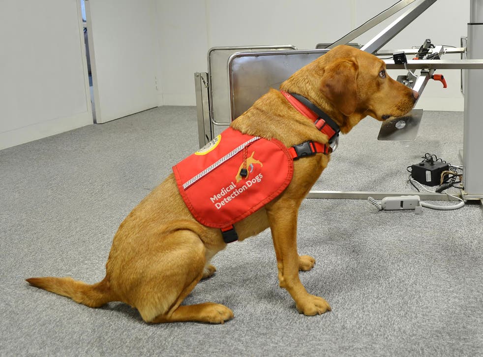 Daisy, a Medical Detection Dog, taking part in a trial