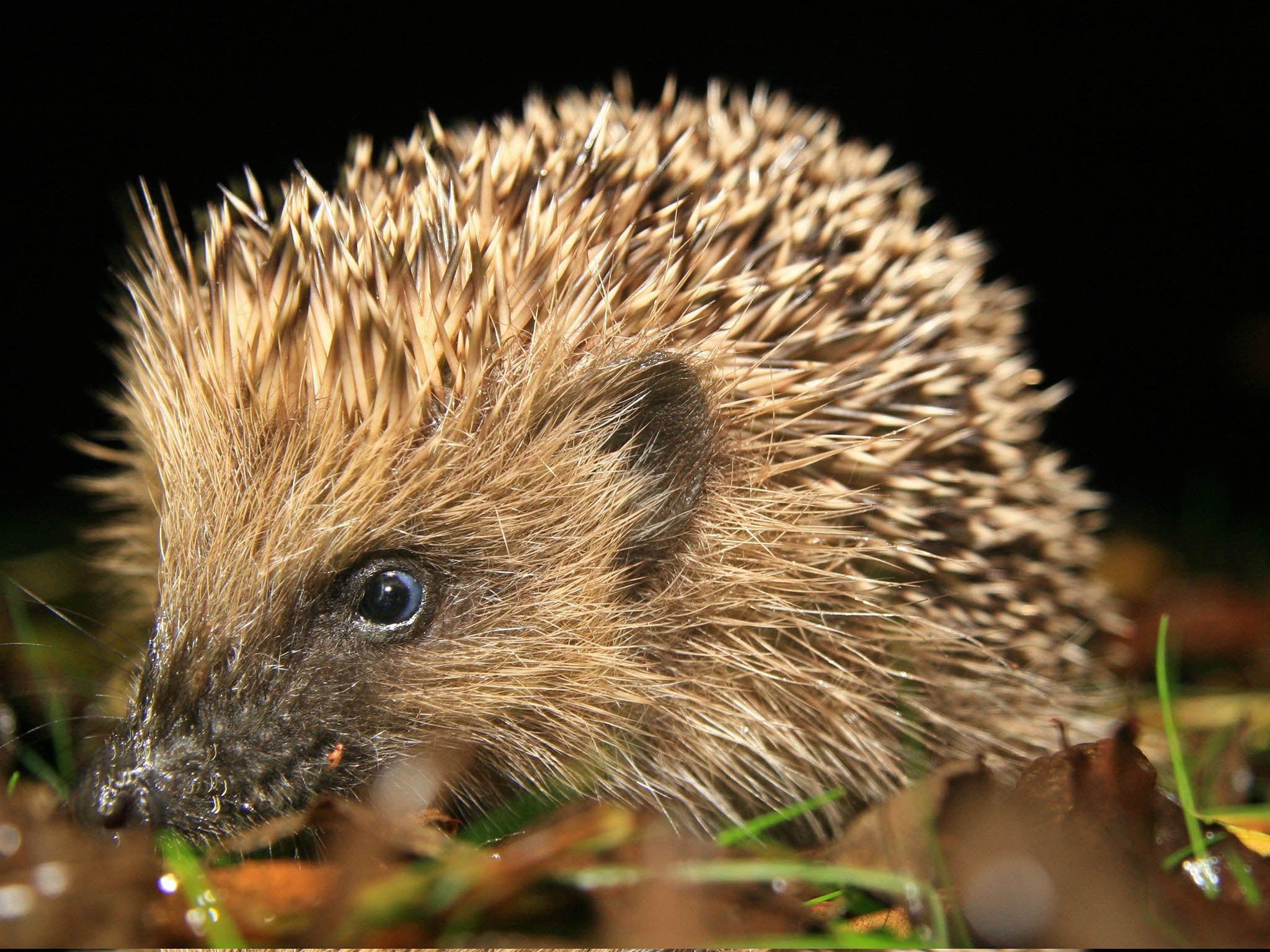 Hedgehog numbers have dropped by more than half in rural areas