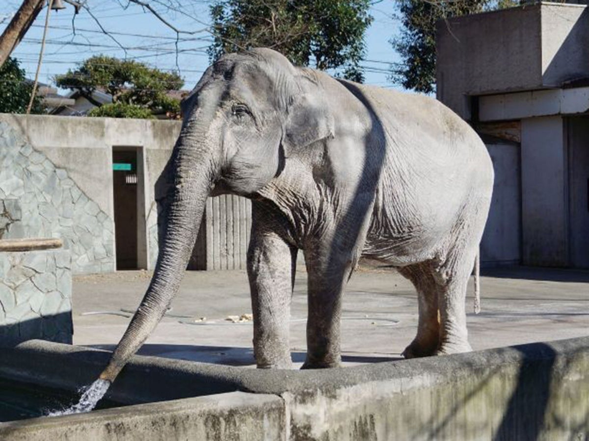 Lonely' elephant who sparked petition over poor living conditions dies in Japanese zoo, aged 69 | The Independent | The Independent