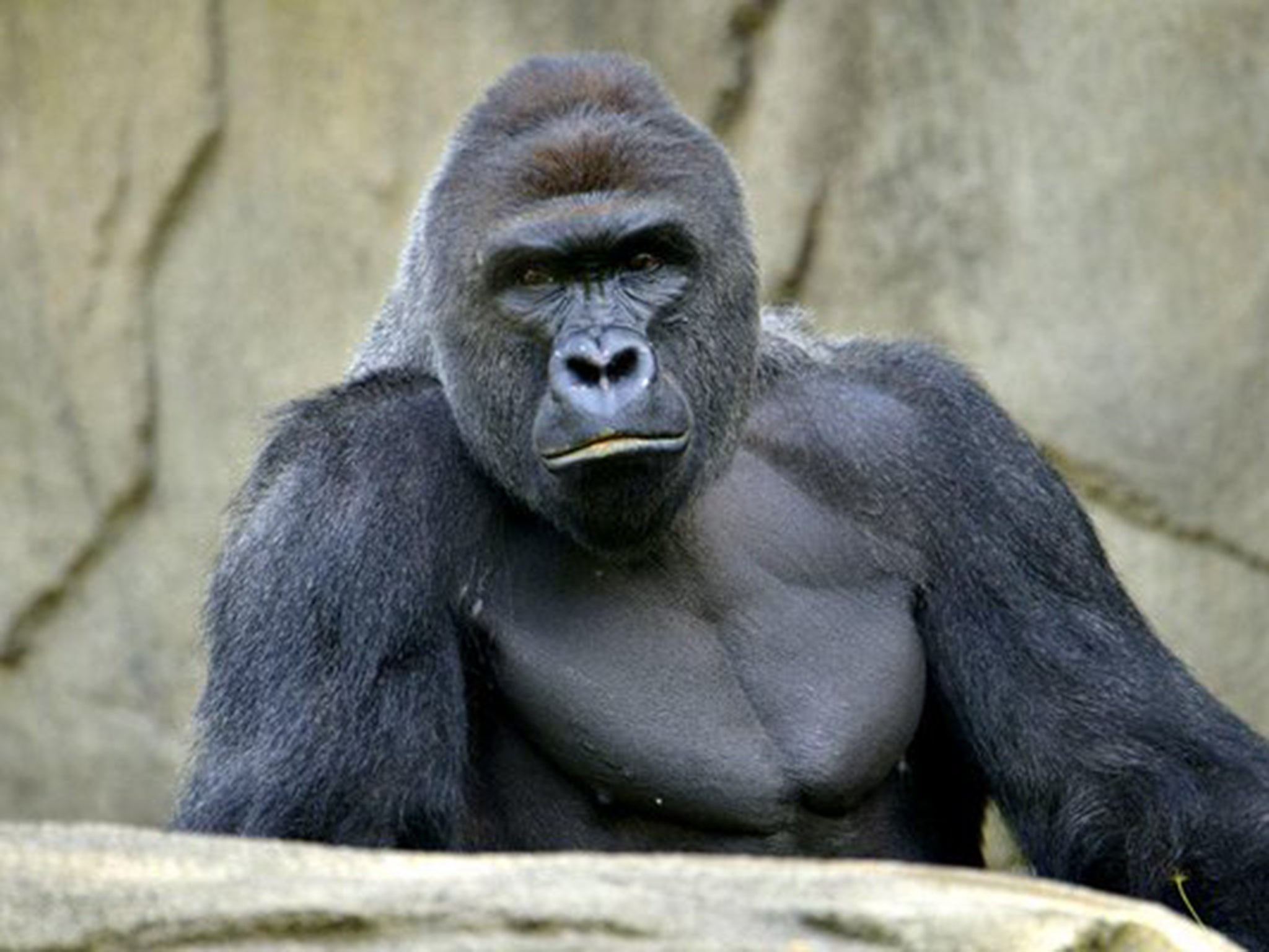 Harambe was a 17-year-old silverback western lowland gorilla