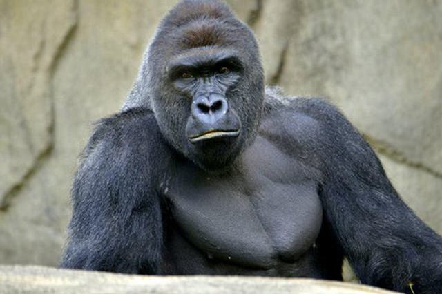 Harambe was a 17-year-old silverback western lowland gorilla