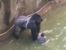 Mother of young boy who fell into gorilla enclosure at Cincinnati Zoo says 'accidents happen'