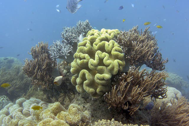 Researchers found that around 35 percent of the coral in the northern and central sections of the reef are dead or dying