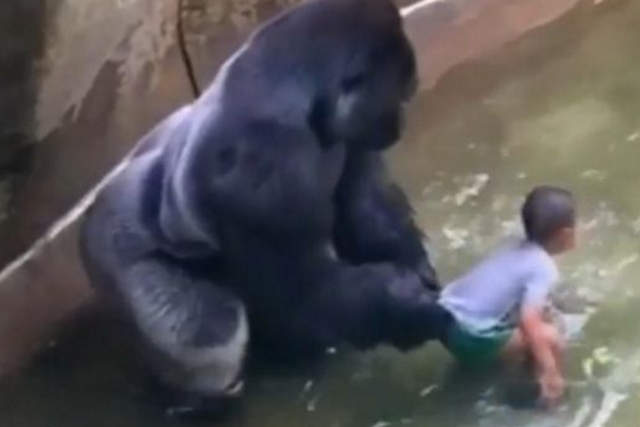 Video footage showed Harambe with the little boy