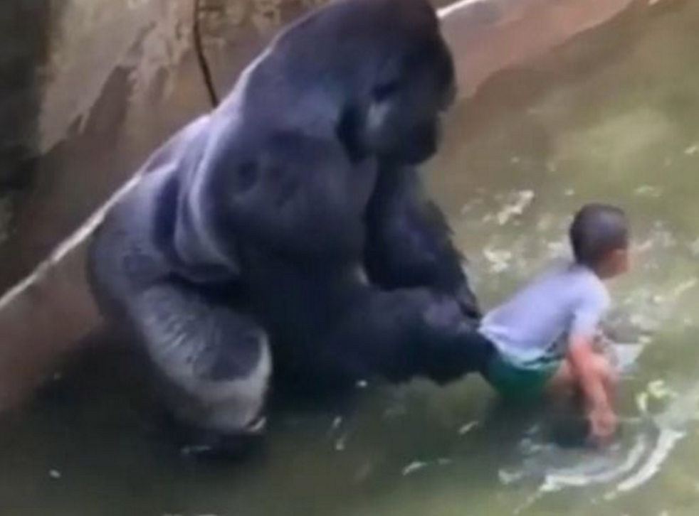 Cincinnati Zoo Gorilla Killing Watch Harambe Play As A Baby The Independent The Independent Cincinnati Zoo Gorilla Killing Watch Harambe Play As A Baby The Independent The Independent
