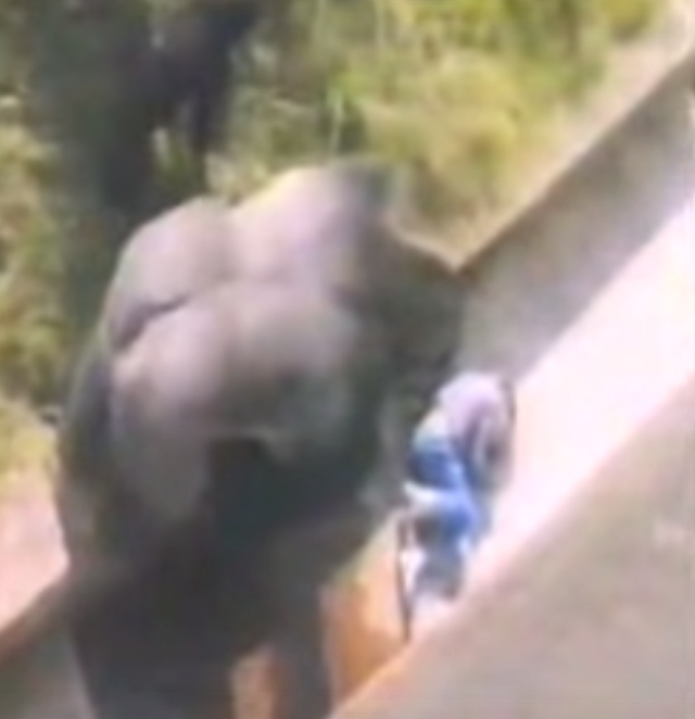 Mr Le Lion captured the gorilla and a boy at a zoo in Jersey
