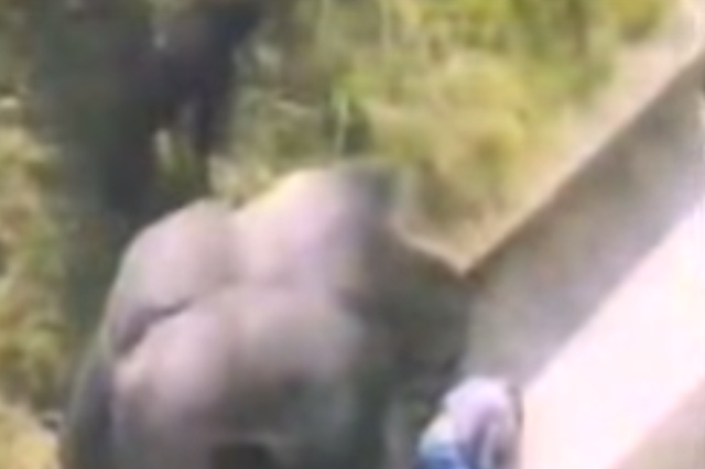Mr Le Lion captured the gorilla and a boy at a zoo in Jersey