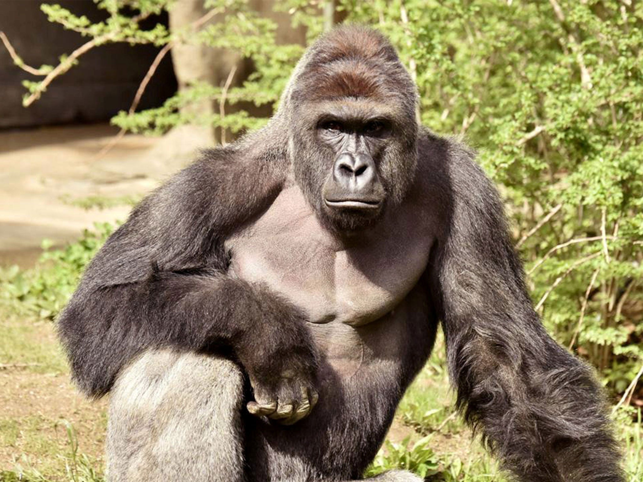 Harambe (pictured) was a 17-year-old silverback western lowland gorilla