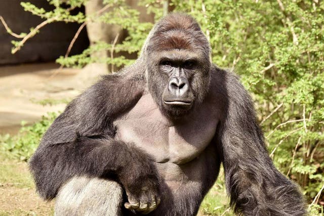 Harambe was a 17-year-old silverback western lowland gorilla